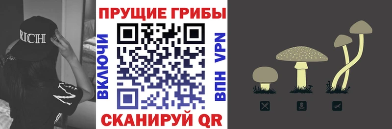 shop наркотические препараты  hydra ТОР  Томск  Псилоцибиновые грибы GOLDEN TEACHER 
